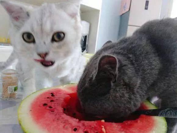 娱乐吃瓜小猫咪视频在线观看,跟随小猫咪一起吃瓜，畅享欢乐时光