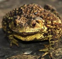 娱乐吃瓜大蛤蟆,揭秘娱乐圈幕后趣闻